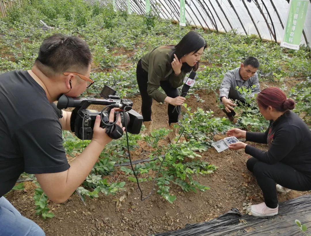 蓝莓直播(蓝莓直播改名了吗)  第2张